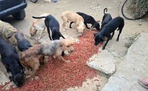 Investigan probable maltrato animal en Lachigoló 