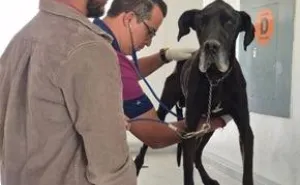 Por maltrato animal, Fiscalía de Oaxaca rescata a Roco, perro que estaba en la azotea de una vivienda