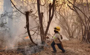 Reporta Coesfo avance del 60% en control de incendio forestal en Santa María Xadani y San Miguel del Puerto