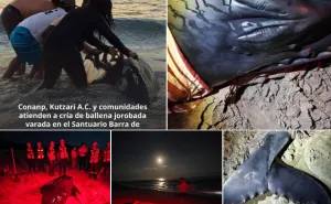 Se atiende en el Santuario Barra de La Cruz-Playa Grande el varamiento de un ejemplar de ballena jorobada