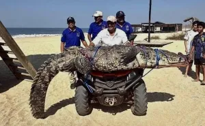Cocodrilo capturado en Playa Bacocho de Puerto Escondido