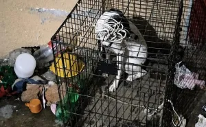 Fiscalía de Oaxaca rescata a dos perros tras denuncia por maltrato animal en la capital