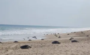 Más de 11 mil tortugas golfinas arriban al santuario Playa la Escobilla