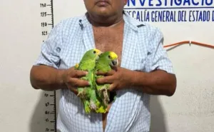 Asegura Fiscalía de Oaxaca aves exóticas, un vehículo y presuntas dosis de droga; una persona detenida en Ocotlán de Morelos