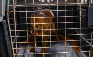Atiende Fiscalía de Oaxaca caso de maltrato animal en San Antonio de la Cal y asegura a un yaguarundí en cautiverio