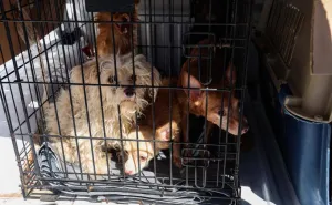 Rescata FGEO a 14 animales de compañía en situación de maltrato en Oaxaca de Juárez; tres presentaban sarna