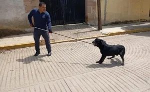 Rescatan a perrito en situación de calle con lesiones expuestas; es canalizado para adopción