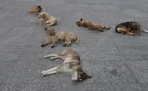 FGEO abre investigación por denuncia de probable envenenamiento de perros y gatos en Juchitán