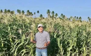 Fortalece Oaxaca su producción de maíz y avanza hacia la autosuficiencia alimentaria: Nino Morales