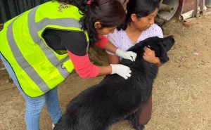Gobierno de Oaxaca de Juárez atiende dos casos de gusano barrenador en perros