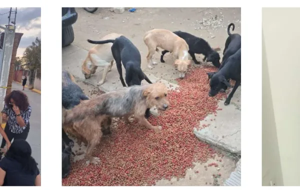 Rescatan a 65 perritos por caso de crueldad animal en Lachigoló; hay un detenido