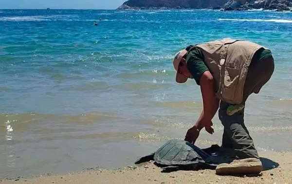 Tortuga Carey regresa al mar