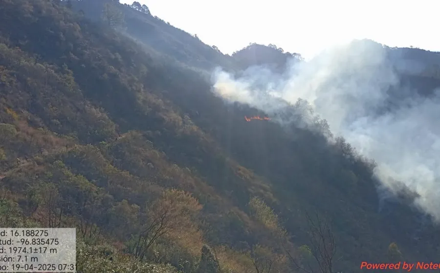 Reporta Coesfo 50% de control del incendio forestal en San Sebastián Coatlán