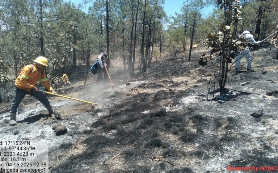 Controlan incendio forestal en Santa María Zacatepec