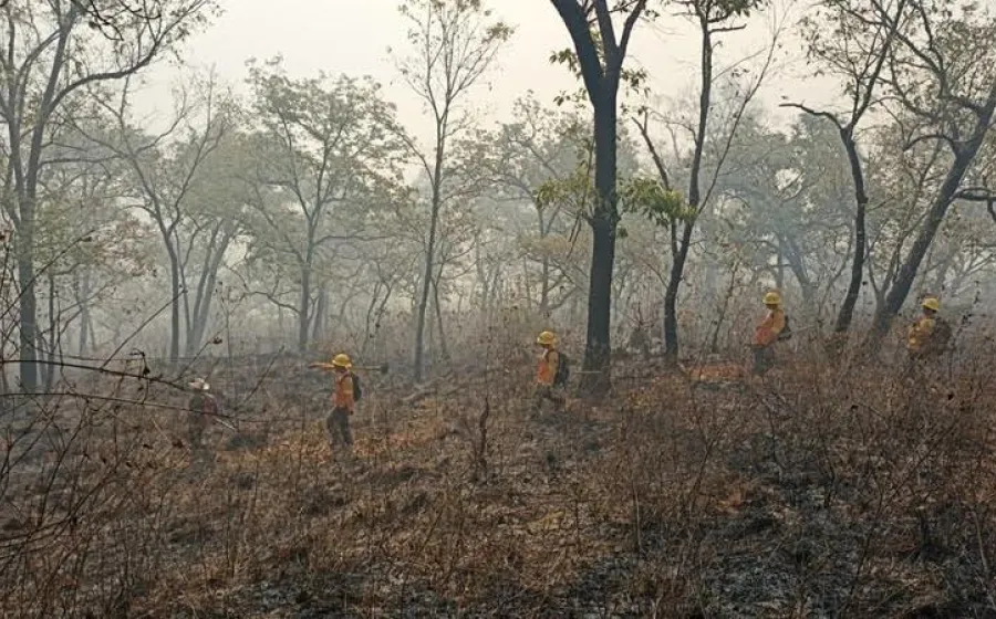 Controla Coesfo incendio forestal en Mazatlán Villa de Flores