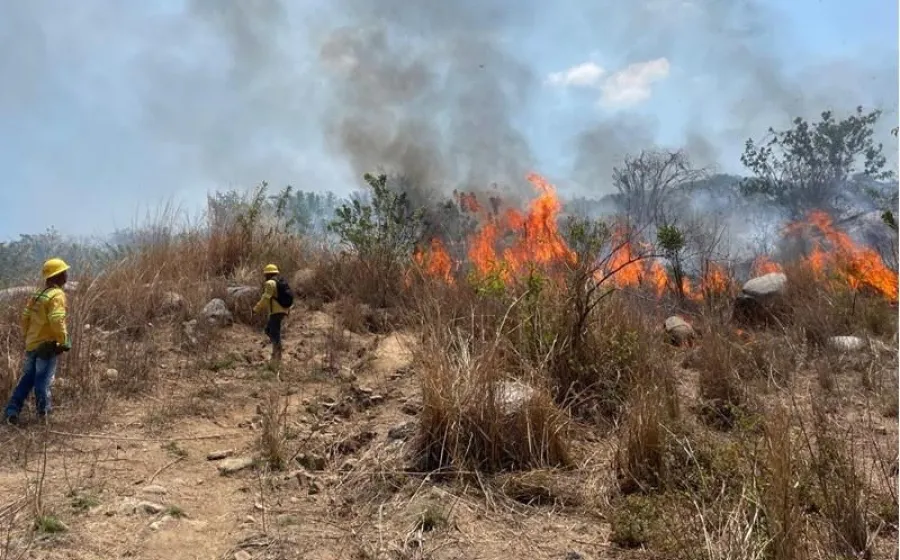 Reporta Coesfo liquidación de 13 incendios forestales en la última semana
