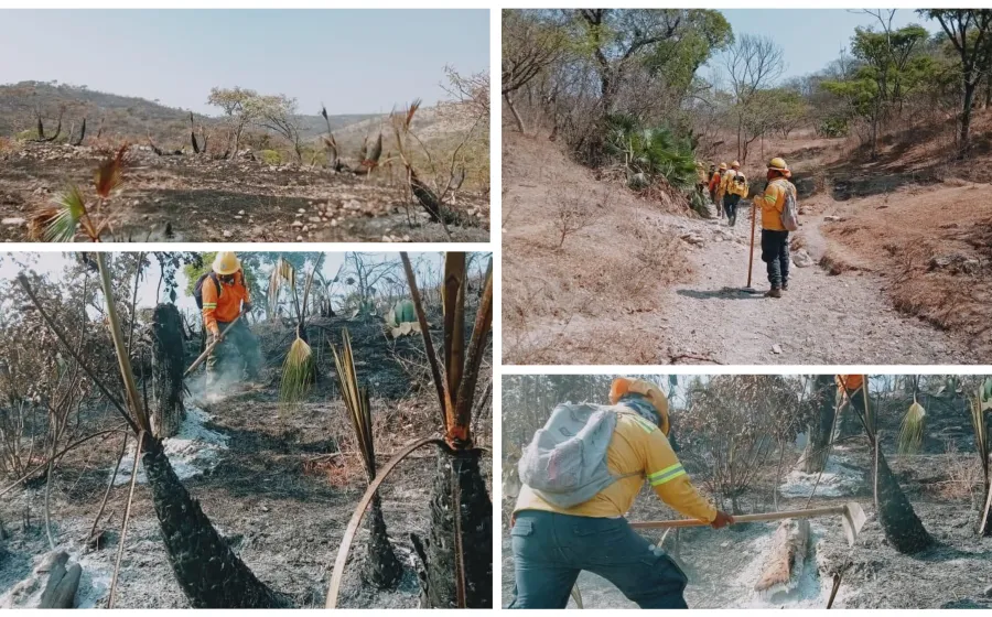 Atiende Coesfo incendio forestal en San Mateo Nejápam