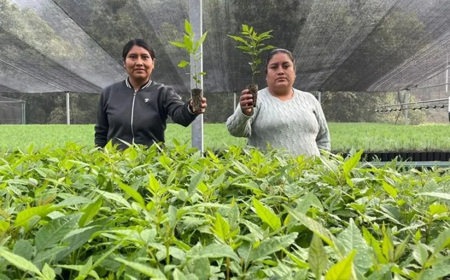 Impulsa Coesfo reforestación de Valles Centrales mediante vivero de San Miguel Peras