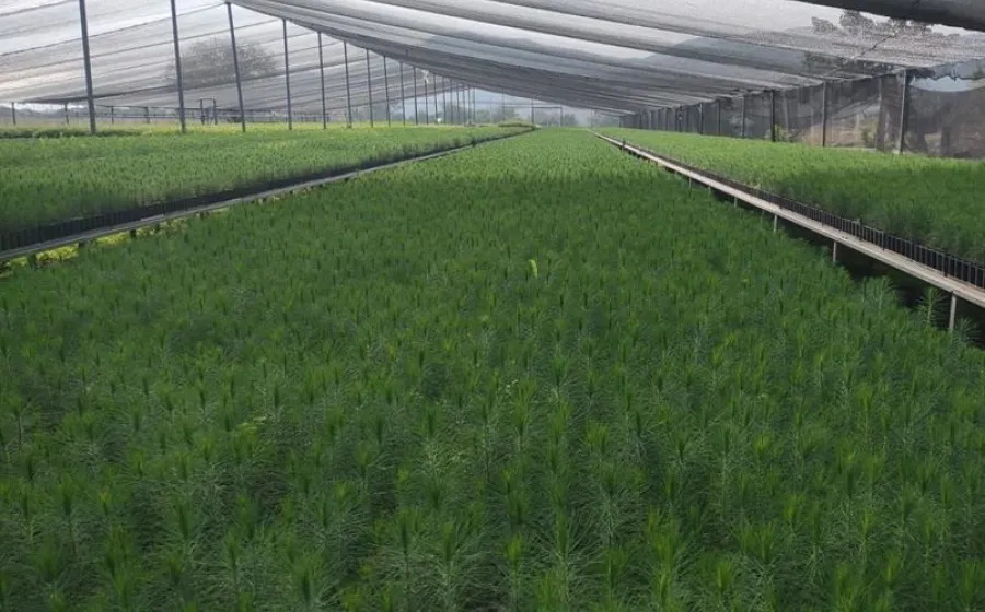 Impulsa Coesfo la reforestación a través del vivero en Santa Ana Tlapacoyan