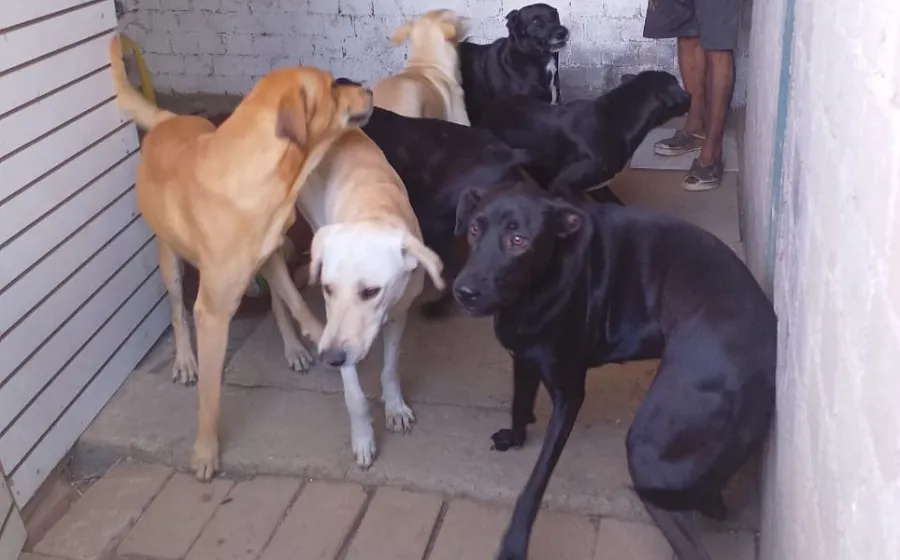 Fiscalía visita casa donde denunciaron maltrato animal