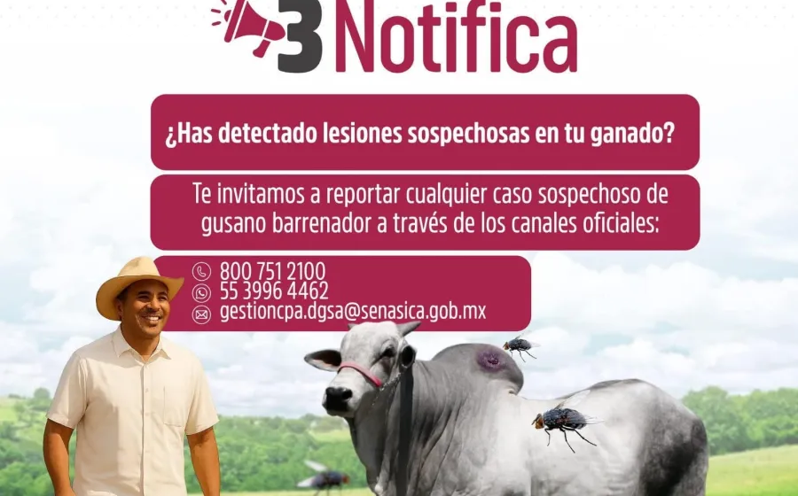 ¡Protege a tu ganado del gusano barrenador!