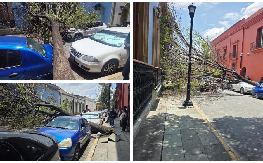 Cae árbol sobre Fiallo, deja daños materiales