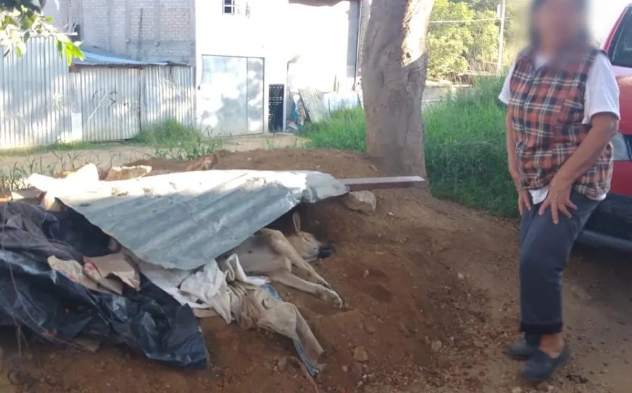 Atiende Fiscalía de Oaxaca caso de crueldad animal en los Valles Centrales
