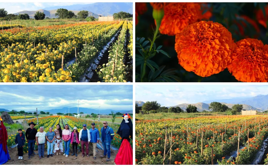 Los cultivos de flores en La Raya: un Pedacito del corazón de Xoxocotlán
