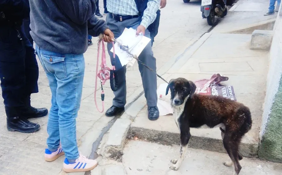 Rescatan a perra víctima de maltrato en el fraccionamiento Montoya