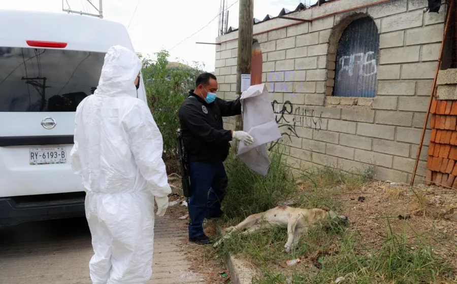 Investigan muerte de un perro en San Martín Mexicapan