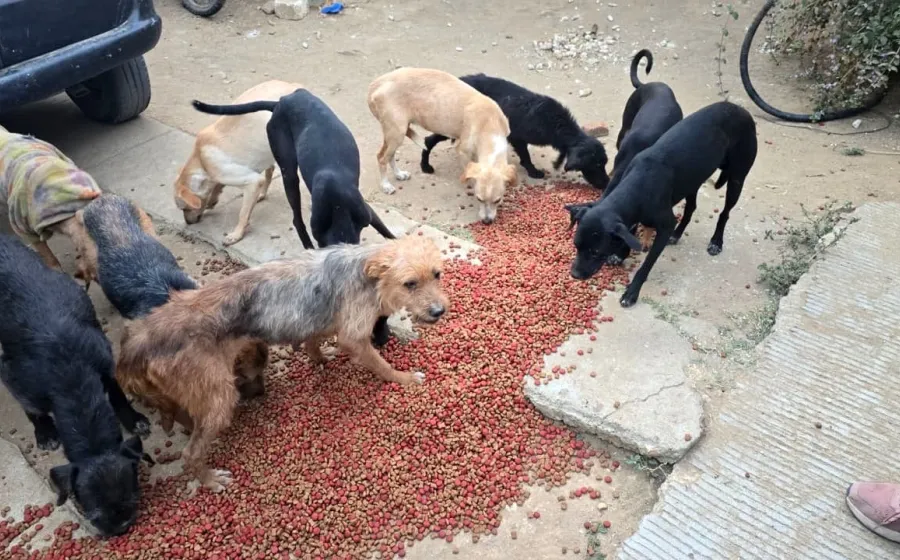 Investigan probable maltrato animal en Lachigoló 
