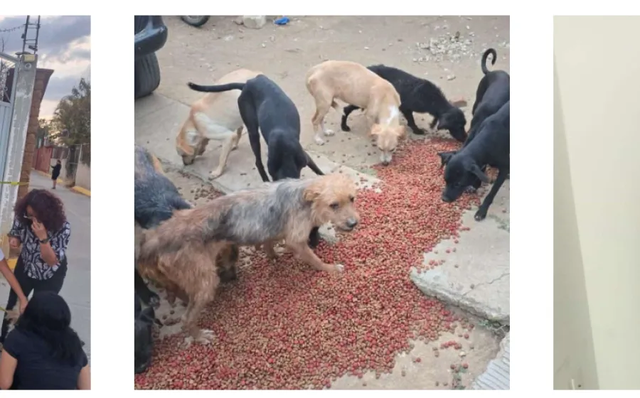 Rescatan a 65 perritos por caso de crueldad animal en Lachigoló; hay un detenido