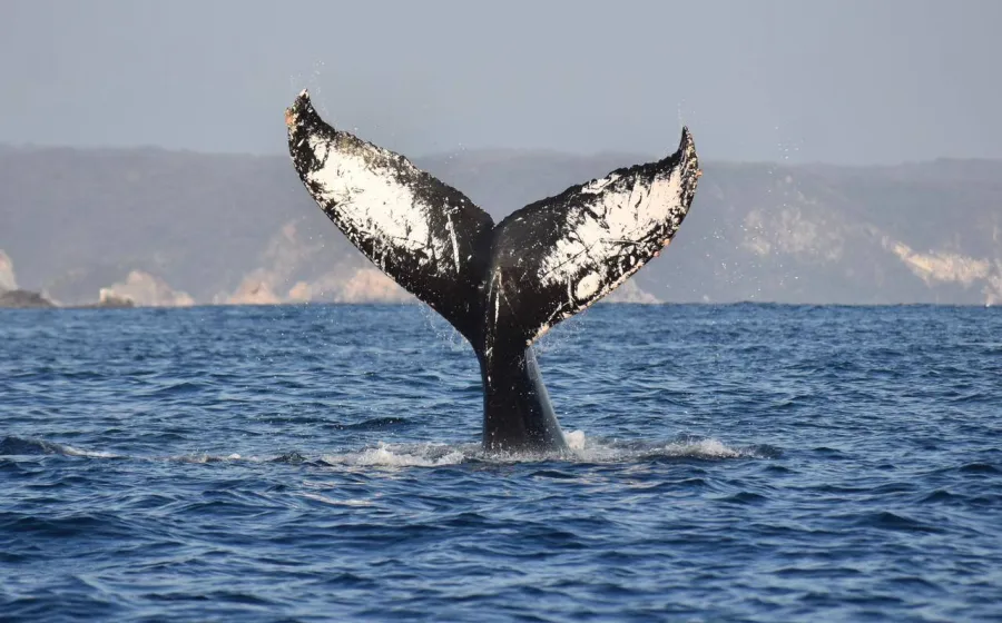 Continúa la temporada de avistamiento de ballenas jorobadas en la Ruta de la Costa Oaxaqueña