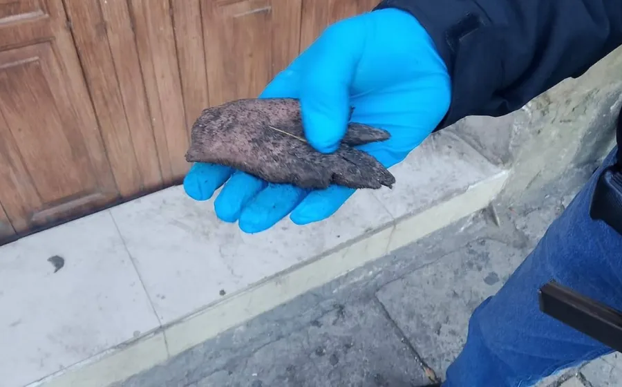 Desmienten hallazgo de extremidad humana en calles del Centro Histórico