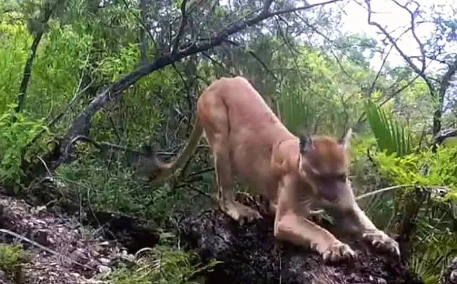 Nuevo avistamiento de un Puma en Villa Díaz Ordaz. 