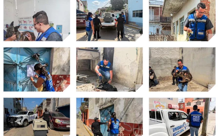 Realizan cateo para rescatar a dos perritos en situación de abandono, los dejaron encerrados en una casa deshabitada