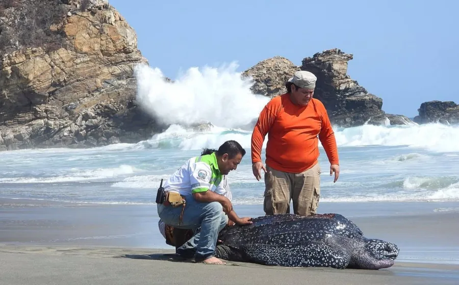Rescatan en la Costa a tortuga laúd arrastrada tierra adentro por mar de fondo
