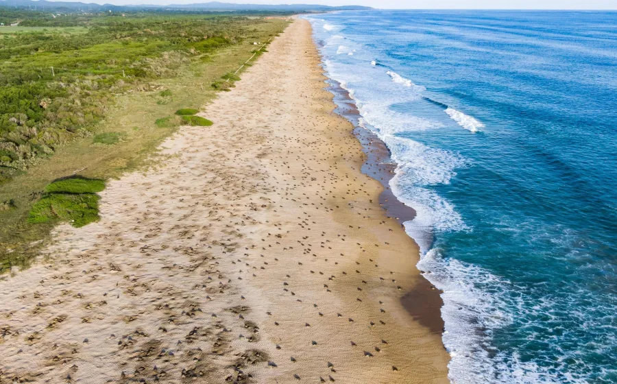 Conanp interpone denuncias federales por saqueo de nidos en el Santuario Playa Escobilla