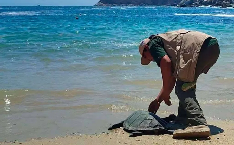 Tortuga Carey regresa al mar