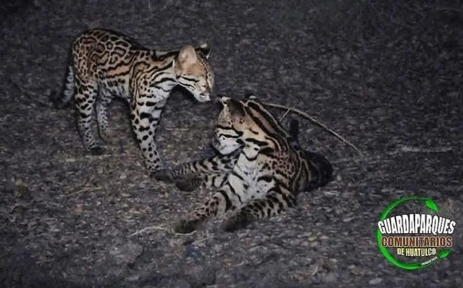Captan Ocelote en libertad en el parque nacional de Huatulco
