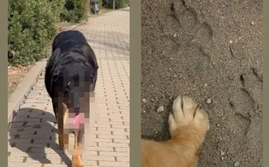 Dictan medidas de protección a perros que habitan campus del Instituto Tecnológico ante probable riesgo de ser víctimas de crueldad