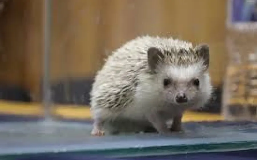 Veterinaria UABJO anuncia su cuarta Feria de Mascotas No Convencionales 