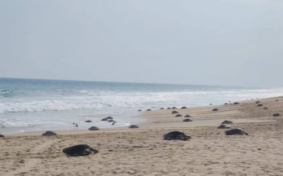 Más de 11 mil tortugas golfinas arriban al santuario Playa la Escobilla