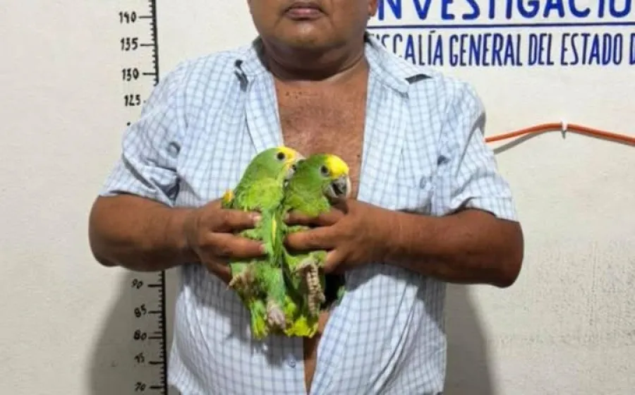 Asegura Fiscalía de Oaxaca aves exóticas, un vehículo y presuntas dosis de droga; una persona detenida en Ocotlán de Morelos