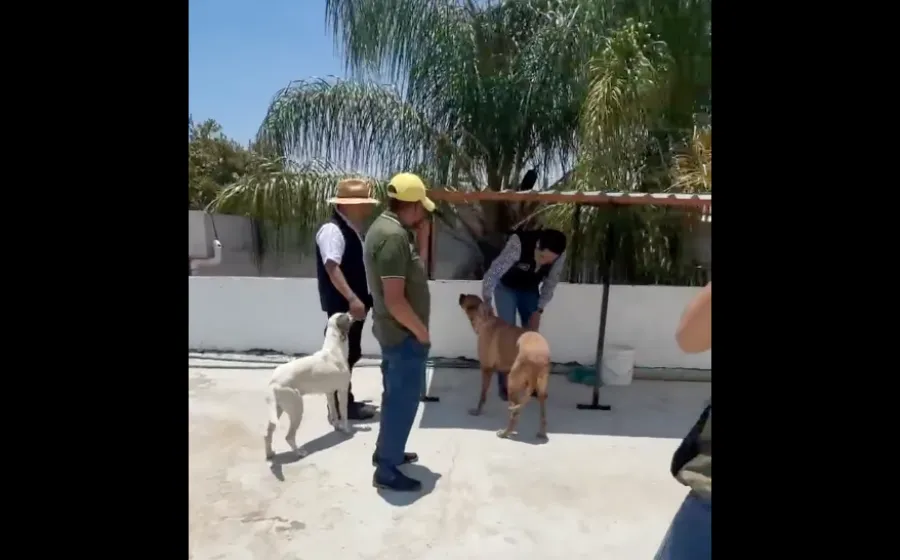Gobierno municipal atiende y da seguimiento a casos de maltrato animal