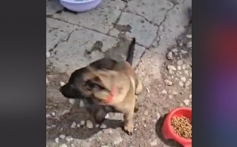 Fiscalía responde sobre denuncia de maltrato animal en la cd. de Oaxaca 