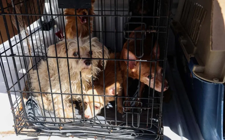 Rescata FGEO a 14 animales de compañía en situación de maltrato en Oaxaca de Juárez; tres presentaban sarna