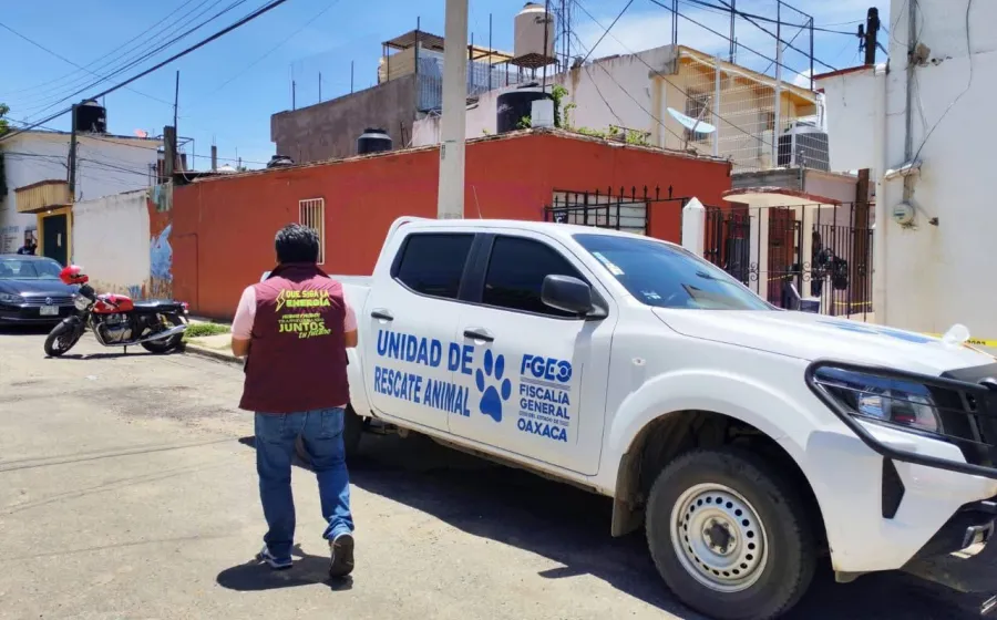 Municipio de Oaxaca de Juárez atiende denuncia por presunto maltrato animal