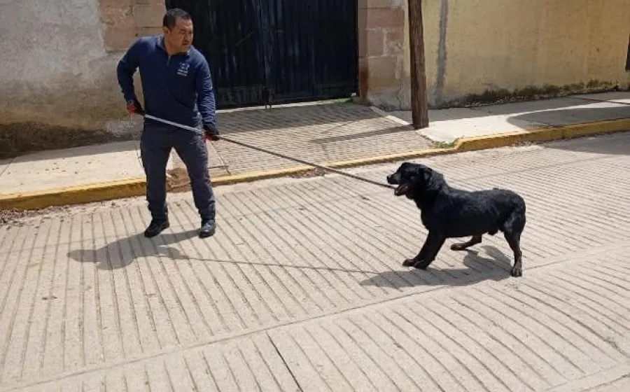 Rescatan a perrito en situación de calle con lesiones expuestas; es canalizado para adopción