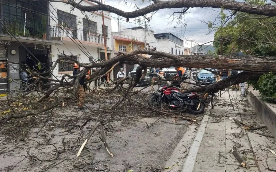 Protección Civil de Oaxaca de Juárez atiende reporte de árboles caídos